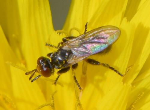 Thecophora sp.